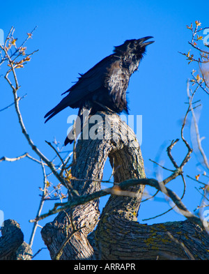 Il corvo comune Corvus corax noto anche come il nord del Corvo in Santa Rosa Plateau Riserva Ecologica Riverside County Cal Foto Stock