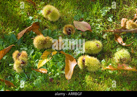 Caduto atmosferica castagne ancora vita stilllife cartolina di autunno Foto Stock