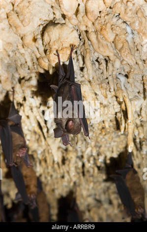 Migliaia di pipistrelli asiatici nella grotta, fauna selvatica, Foto Stock