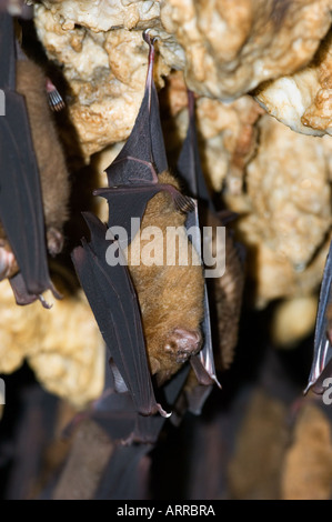 Migliaia di pipistrelli asiatici nella grotta, fauna selvatica, Foto Stock