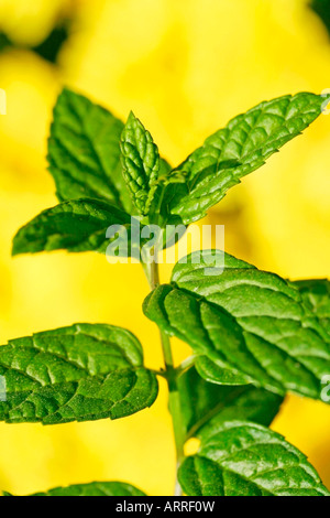 Menta Mentha sp. Foto Stock