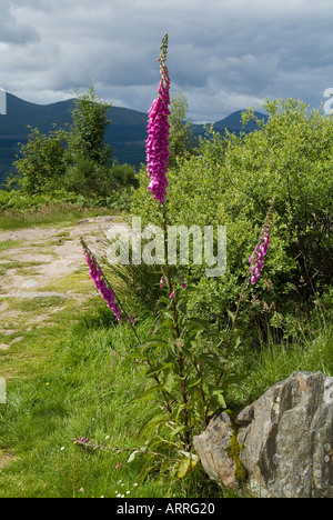 dh COMUNE FOXGLOVE UK Digitalis purpurea fiore che cresce nelle Highlands della Scozia flora figwort pianta fiori selvatici Foto Stock