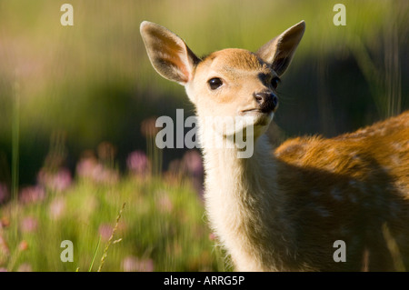 Cervi Sika, Cervus nippon, vitello Foto Stock