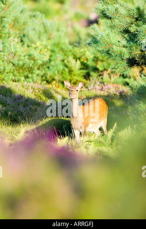 Cervi Sika, Cervus nippon, femmina o hind tra fiori viola di Dorset Heath Foto Stock