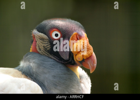 King Vulture, sarcoramphus papa nei pressi di capo Foto Stock