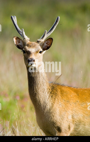 Cervi Sika, Cervus nippon, giovane maschio o feste di addio al celibato Foto Stock