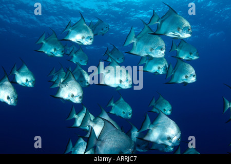 Nr1500D. Atlantic Spadefish, Chaetodipterus faber, scolarizzazione sopra barriera corallina. Belize.Mar dei Caraibi.Copyright Brandon Cole Foto Stock