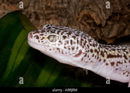 Leopard gecko in cattività Foto Stock