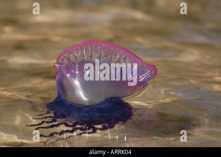 Nr70938D. Il portoghese uomo di guerra Physalia physalis, ha molto dolorose e Sting. Belize Mar dei Caraibi. Foto Copyright Brandon Cole Foto Stock