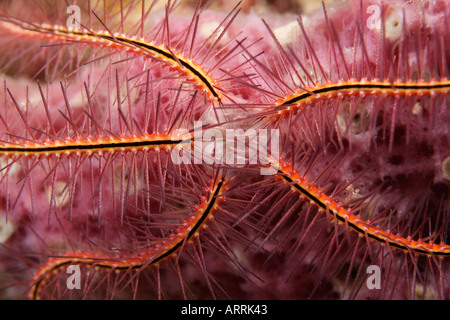 Nr0358D. Spugna Stella fragile, Ophiothrix suensonii, sulla corda lavanda spugna. Belize, Mar dei Caraibi. Foto Copyright Brandon Cole Foto Stock