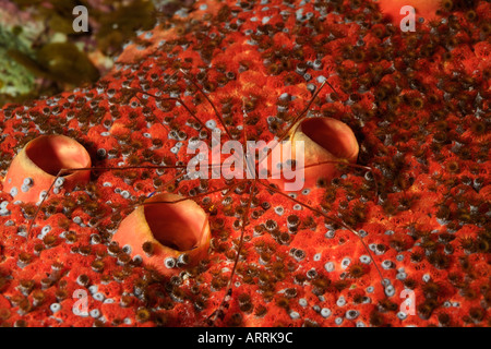 Nr0656D. Freccia Yellowline Granchio Stenorhynchus seticornis. Belize Mar dei Caraibi. Foto Copyright Brandon Cole Foto Stock