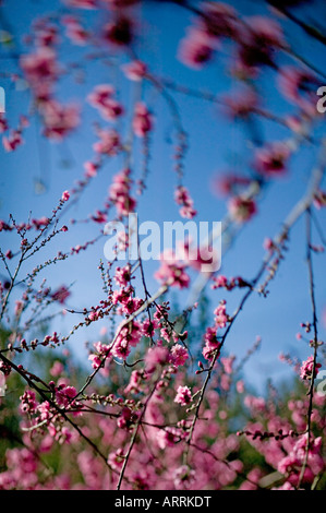 Pink Peach Blossoms su albero in primavera a fuoco poco profonda contro il cielo blu Foto Stock
