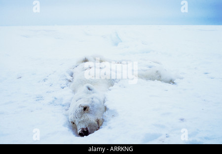 Morto orso polare, probabile che sono morti di fame. Lancastersound Canada Foto Stock