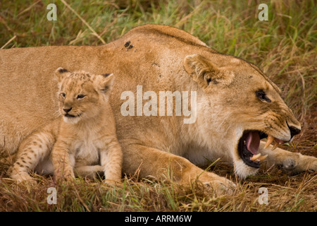 Leonessa snarls in corrispondenza di un maschio di leone, per proteggere il suo cucciolo dal maschio (l infanticidio); riserva Masai Mara, Kenya, Africa orientale. Foto Stock