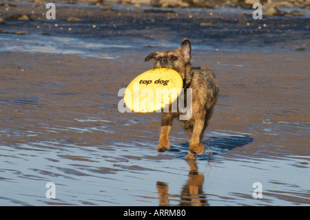 BORDER TERRIER CON FRISBEE Foto Stock