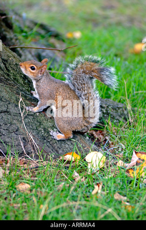 Scoiattolo grigio, Hyde Park, London, Regno Unito Foto Stock