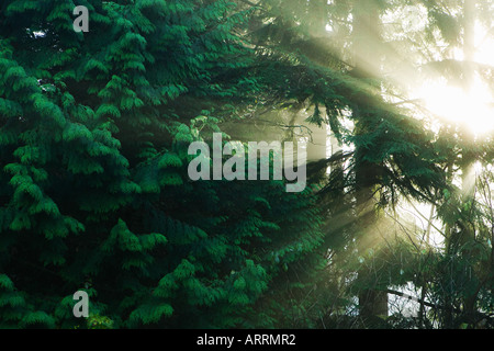 La luce del sole attraverso gli alberi Foto Stock