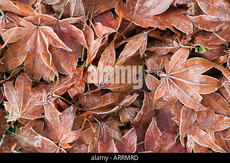 Caduto foglie d'acero Foto Stock