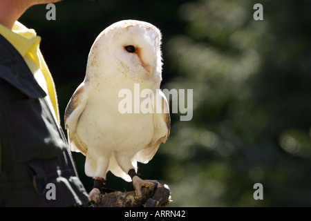 Captive barbagianni appollaiate sul guanto di gestori di eventi Foto Stock