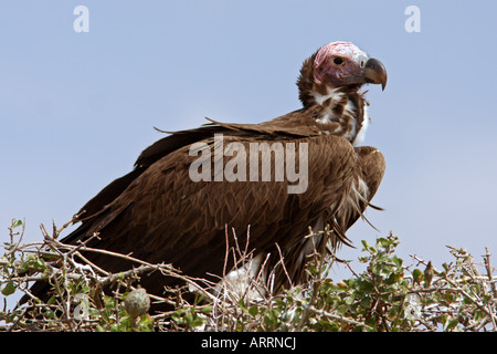Lambito di fronte Vulture Foto Stock