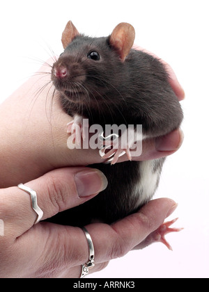 Un nero animale domestico rat essendo trattenuto. Foto Stock