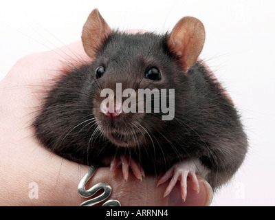 Un nero animale domestico rat essendo trattenuto. Foto Stock