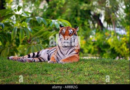 Tigre di Bengala Foto Stock