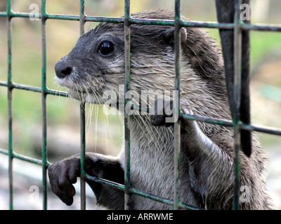 Otter in una gabbia in attesa di cibo. Foto Stock