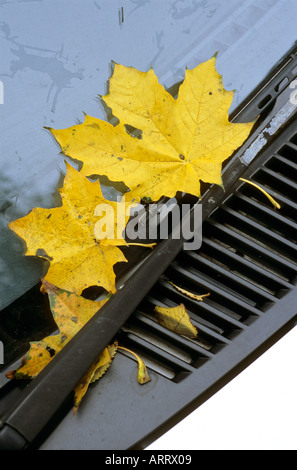 Giallo di foglie di platano catturati su di un parabrezza di automobile Foto Stock