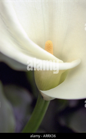 Arum Lily Zantedeschia aethiopica Foto Stock