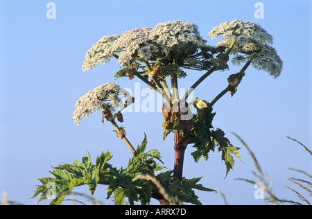 Erbaccia di maiale gigante Foto Stock