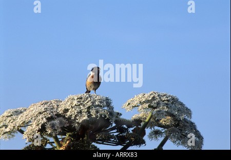 Porco gigante infestante Heracleum mantegazzianum bullfinch maschio Foto Stock