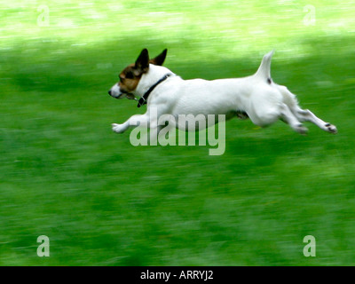 Jack Russell cane in esecuzione. Foto Stock