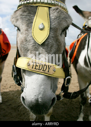 Una chiusura di Teddy l'asino sulla spiaggia a Scarborough. Foto Stock