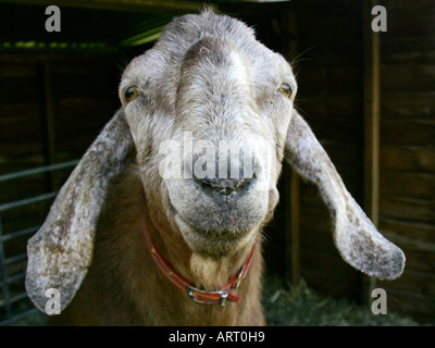 Una capra sorridente. Foto Stock