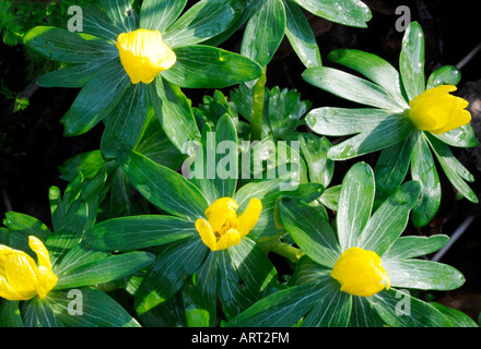 Aconiti in fiore. Foto Stock
