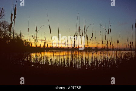 Wilstone Reservoir a Tring in Hertfordshire un tramonto invernale Foto Stock