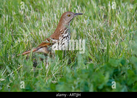 Thrasher marrone (Toxostoma rufum) cerca di insetti in erba Foto Stock