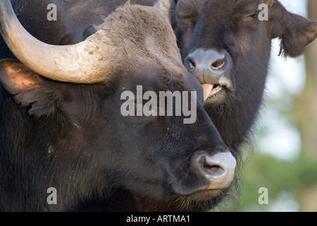 Indiano Bison o Gaur Bos gaurus maschio e femmina Foto Stock