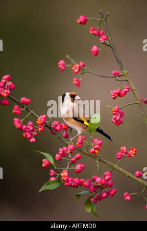 Cardellini Carduelis carduelis sul mandrino bacche in Norfolk siepe Foto Stock