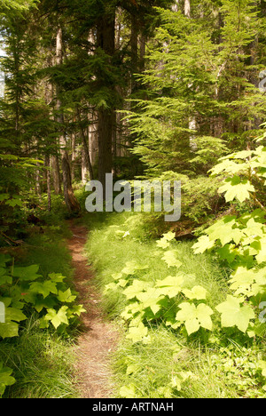 Vecchia Foresta nel Grey Parco Provinciale,vicino a Clearwater, British Columbia, Canada. Foto Stock