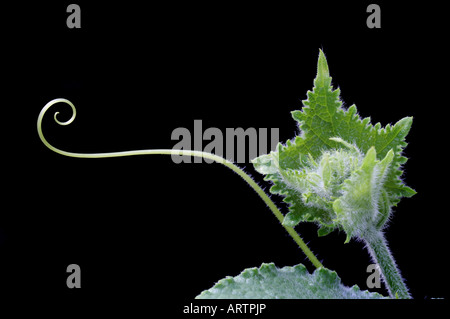 Il cetriolo viticcio dispiegarsi Foto Stock