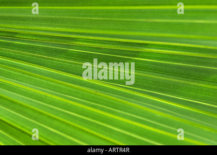 Bella e verde foglia di palma natura immagine di sfondo Foto Stock