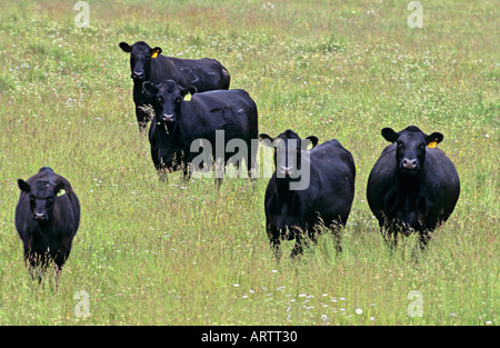 Il nero le mucche in un prato Foto Stock