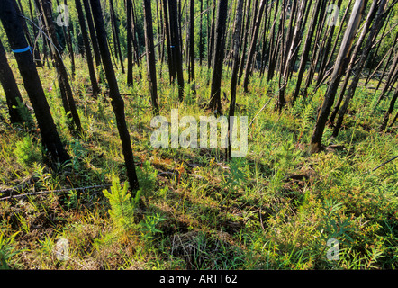 La nuova crescita nel fuoco ravenged alberi 7 Foto Stock