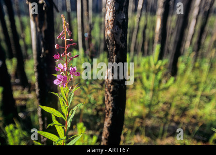 La nuova crescita nel fuoco ravenged alberi 8 Foto Stock