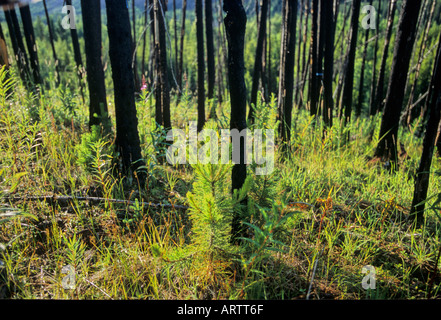 La nuova crescita nel fuoco ravenged alberi 9 Foto Stock