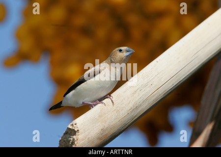 African silverbill(Lonchura malabarica) introdotto per tutte le principali isole hawaiane e trovato in aree asciutte o praterie Foto Stock