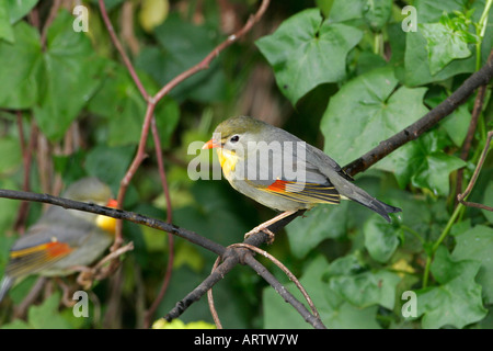Red fatturati Leiothrix (Leiothrix lutea) introdotto dall'Asia, trovato su tutte le principali isole hawaiane Foto Stock