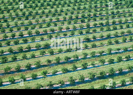 Giovani alberi di agrumi in righe crescita nuova agricoltura Agricoltura Florida Foto Stock